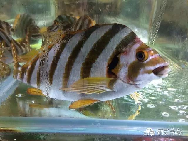 吐血整理！100种世界顶级海鲜大全实拍+详解！你吃过多少种？ - 知乎