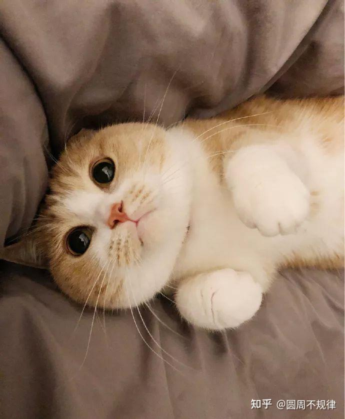 猫咪特别粘人是种什么感觉主人毫无私人空间