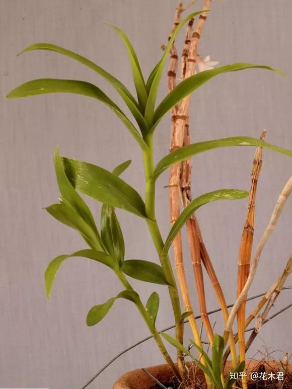 国家Ⅰ级濒危珍稀物种叉唇石斛的鉴赏与辨识