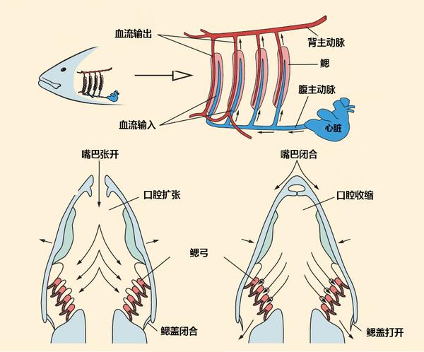 离开水也能存活的鱼 它们是这样呼吸的 知乎