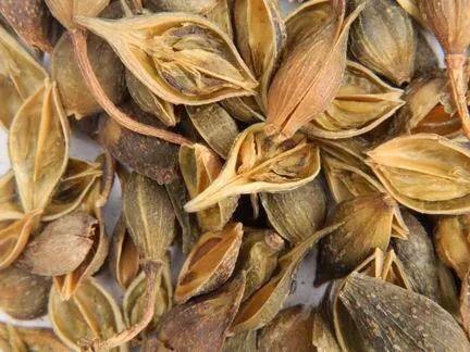 连翘的作用,功效 - 知乎