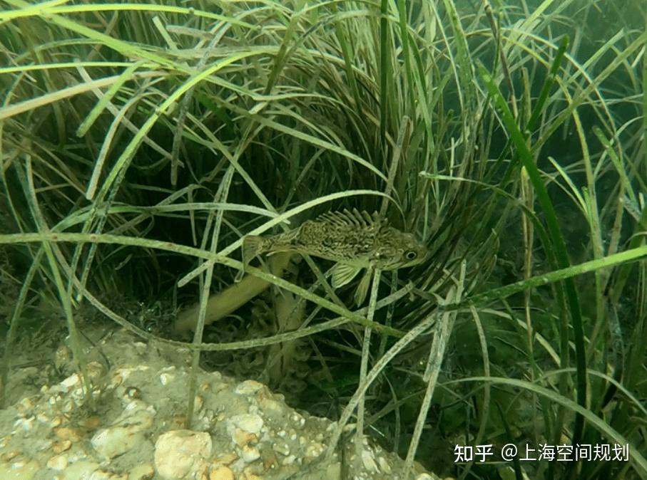 我国首个海草床生态系统修复国家标准来了,你想要知道的都在这里! - 知乎