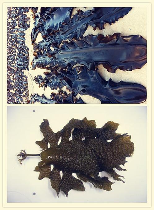 我们先说现代的分类吧,海带属于褐藻门—褐藻纲—海带目—海带科