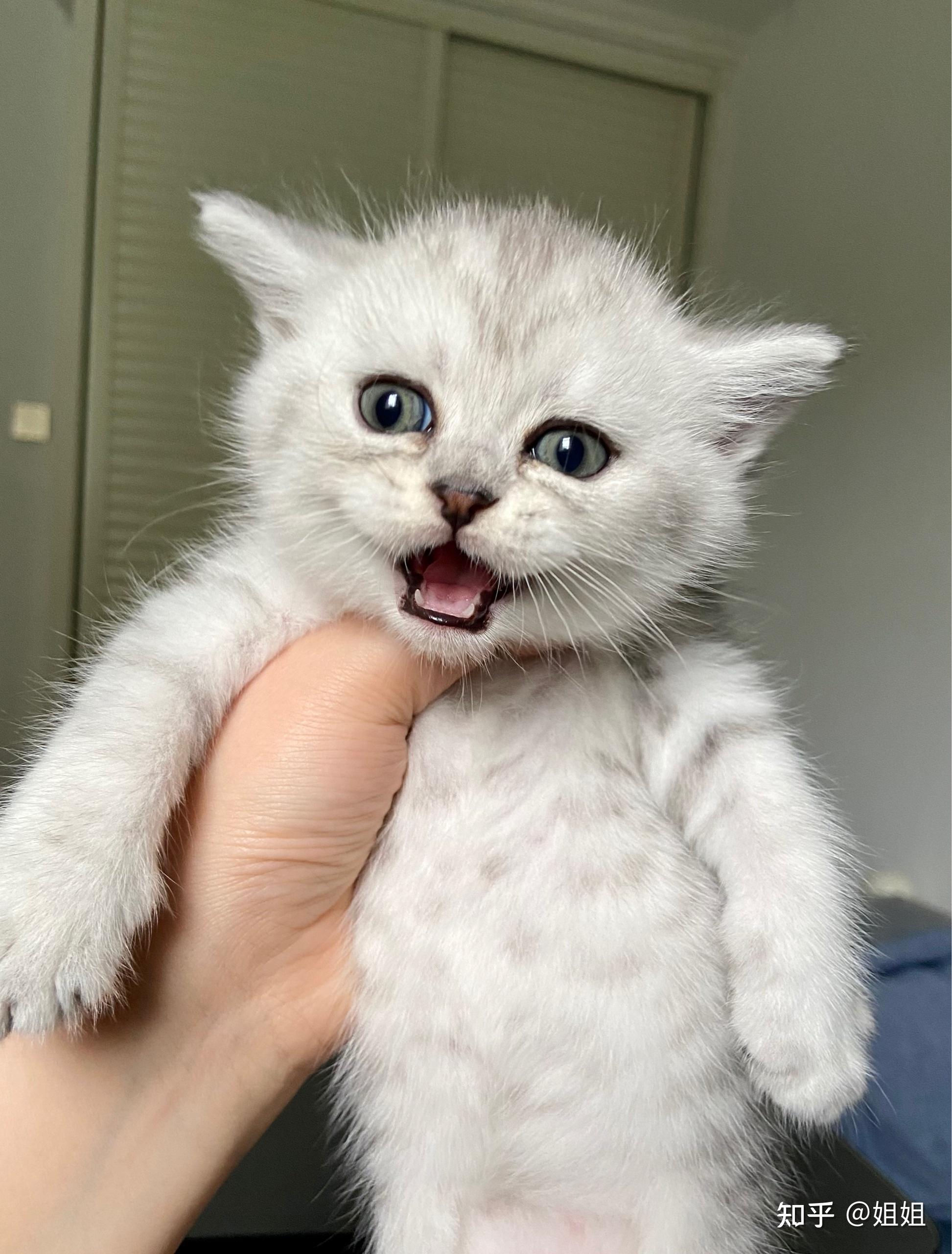 蓝猫和银渐层能配出什么样的小猫? - 知乎
