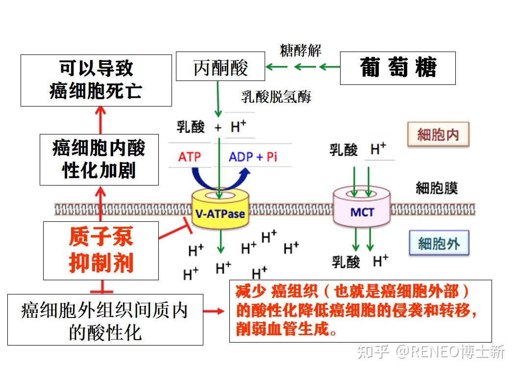 v 型 atp 酶是一种依赖 atp 的质子泵,可通过细胞膜泵出质子(h :氢
