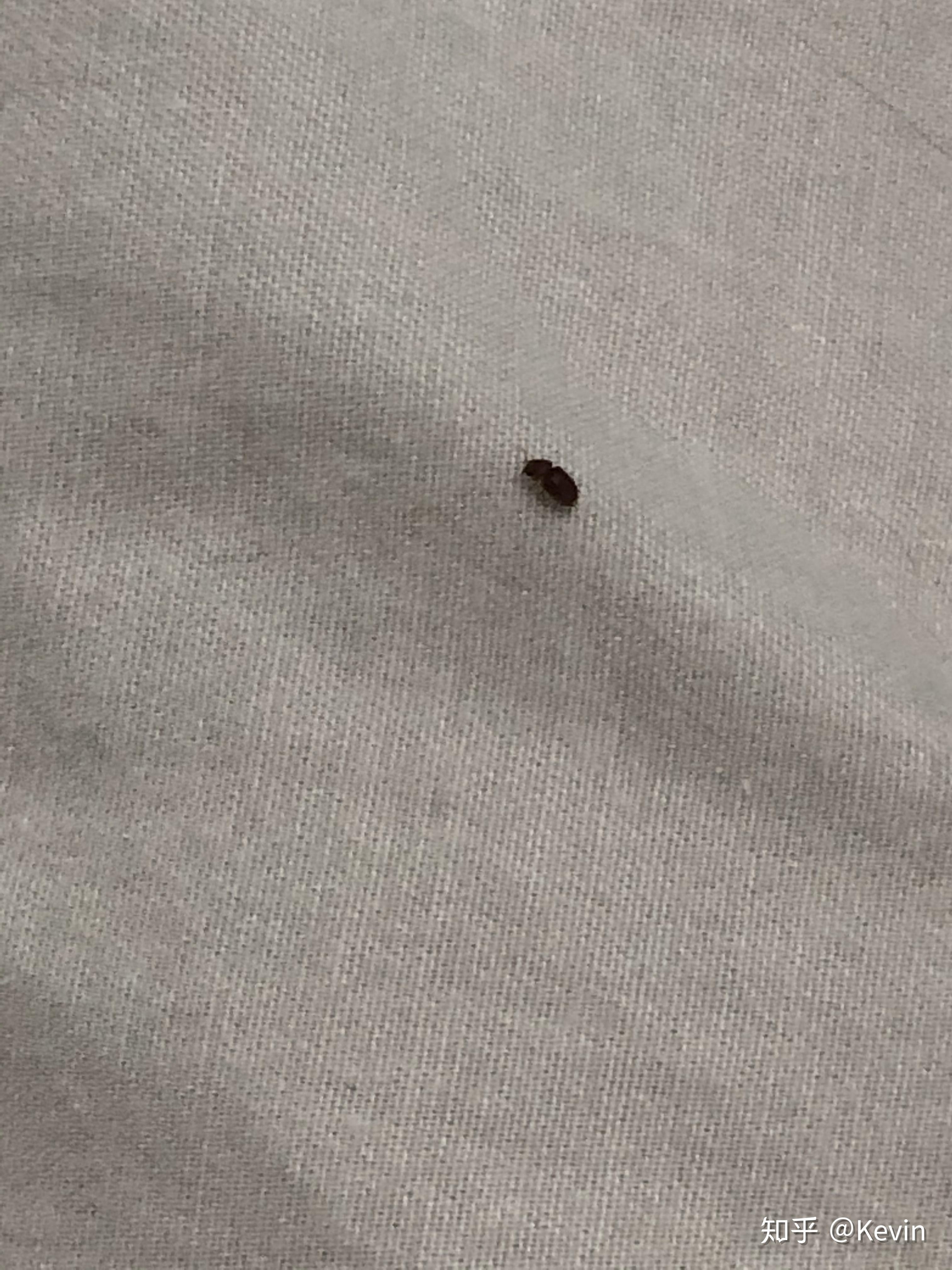 家里卧室突然出现一种红色的小虫子 很小 圆形 爱往墙上 床上 灯附近爬 不知道咬不咬人_百度知道