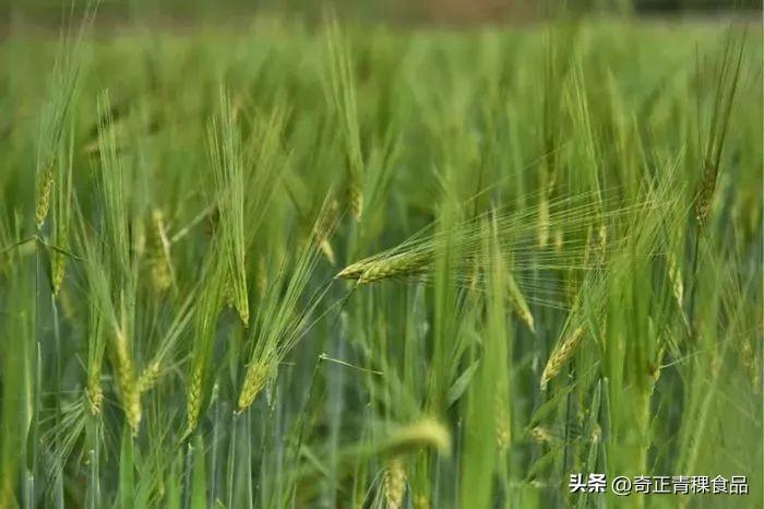 青稞——最具特色的高原谷物 - 知乎