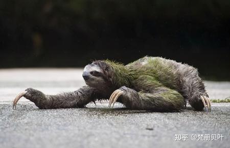 懒到极点的树懒:生树上、死树上,只有两件事最积极:拉屎和交配 - 知乎