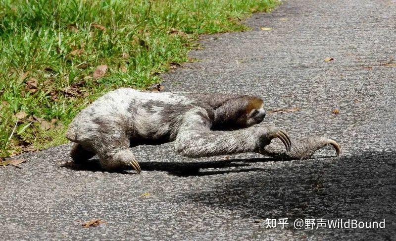 三趾树懒:在热带雨林过一种优雅“慢生活” - 知乎