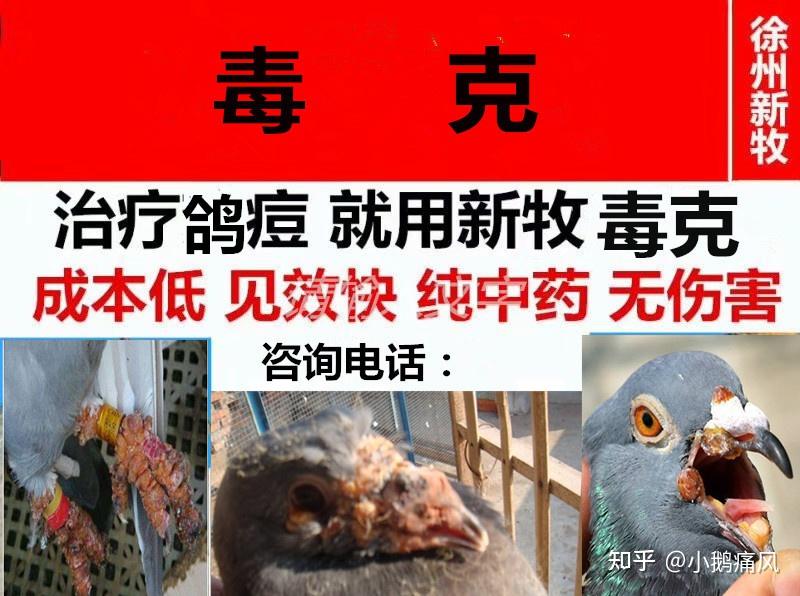 鸽子眼睛长痘怎么办鸽子头上有疙瘩怎么回事鸽子脚上长疙瘩什么病鸽子