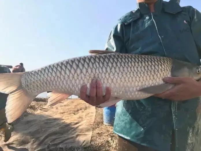 養脆肉鯇魚用什麼料好便宜的魚飼料配方關鍵