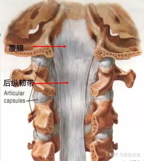 脊柱超详细图文解剖 - 知乎