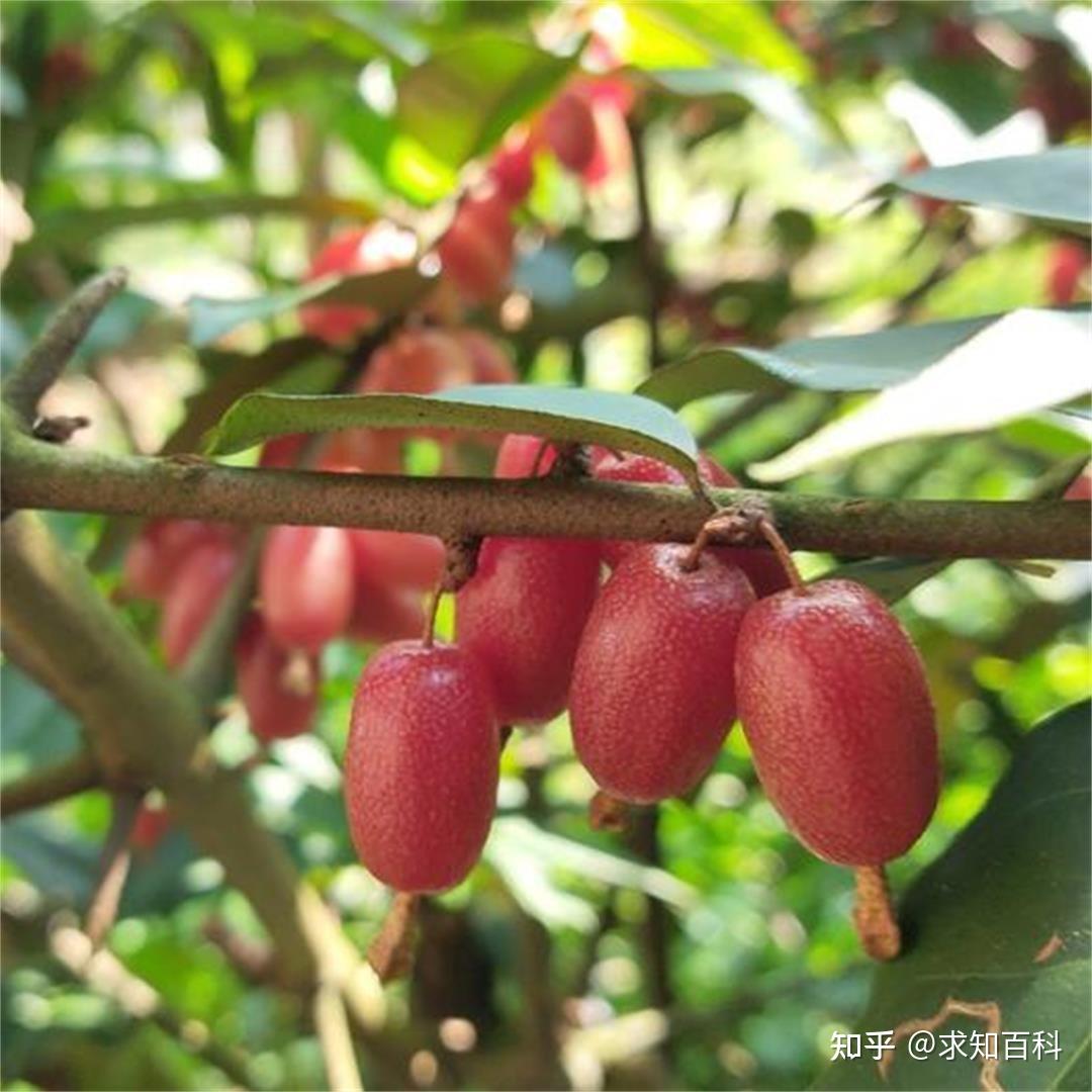 灭绝上百年的竹生羊奶子重新现世!灭绝物种可重新复活!