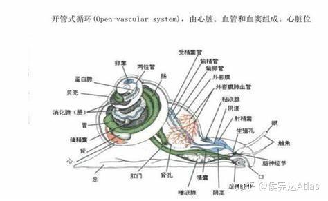 蜗牛身体结构图示意图图片