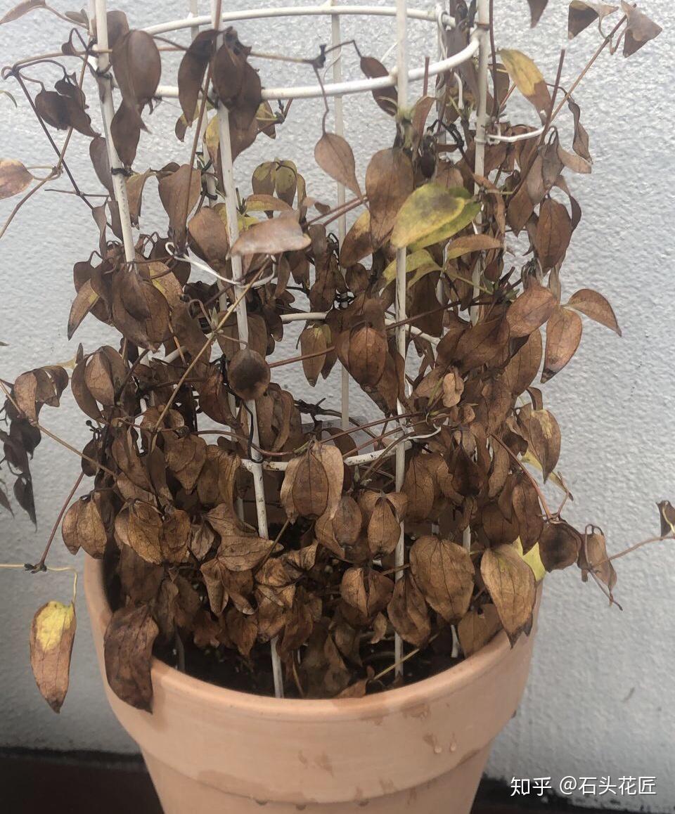 这几年铁线莲这种植物越来越受欢迎,因为它非常耐冻,只要冬季环境温度