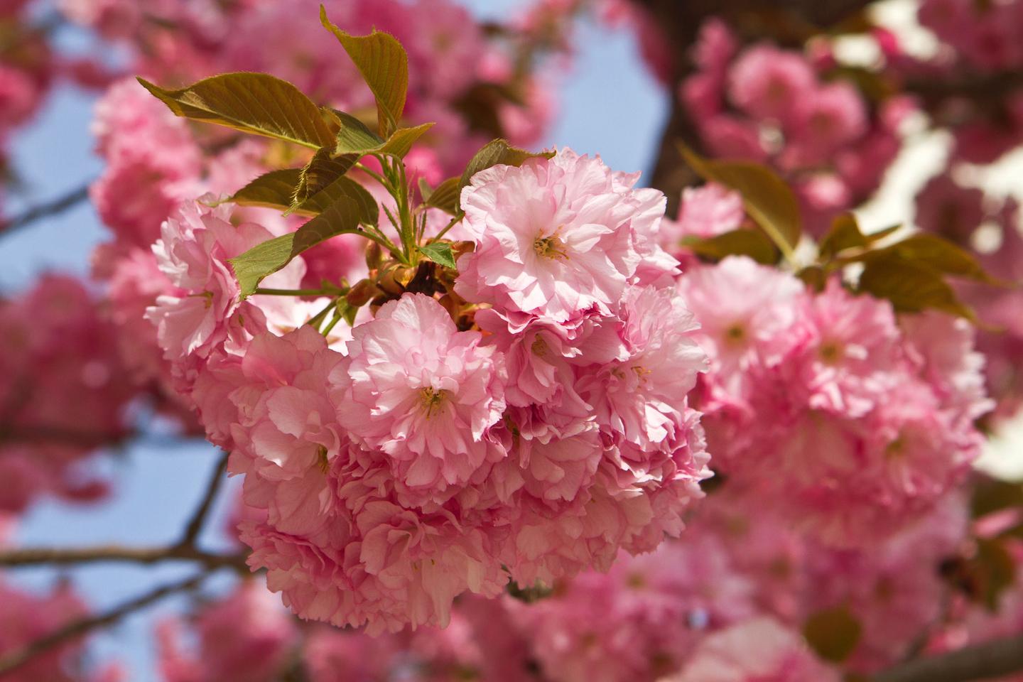 走进日本花为樱木人则武士