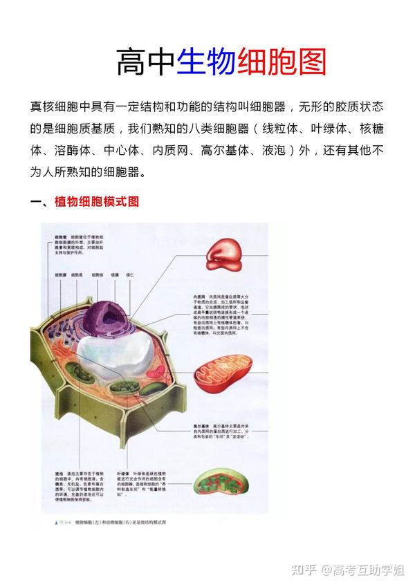 动物细胞结构图手绘 动物细胞结构图简图 动物细胞图简图绘画