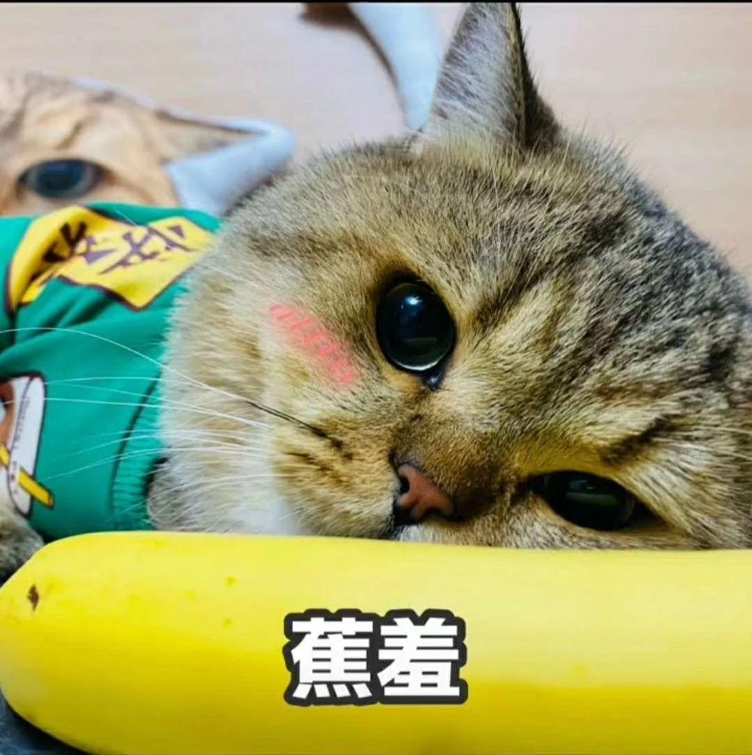 香蕉与猫点赞之蕉可爱表情包