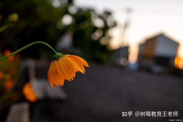 手机照相虚化背景怎么调?重庆摄影学校相机参数教学 - 知乎