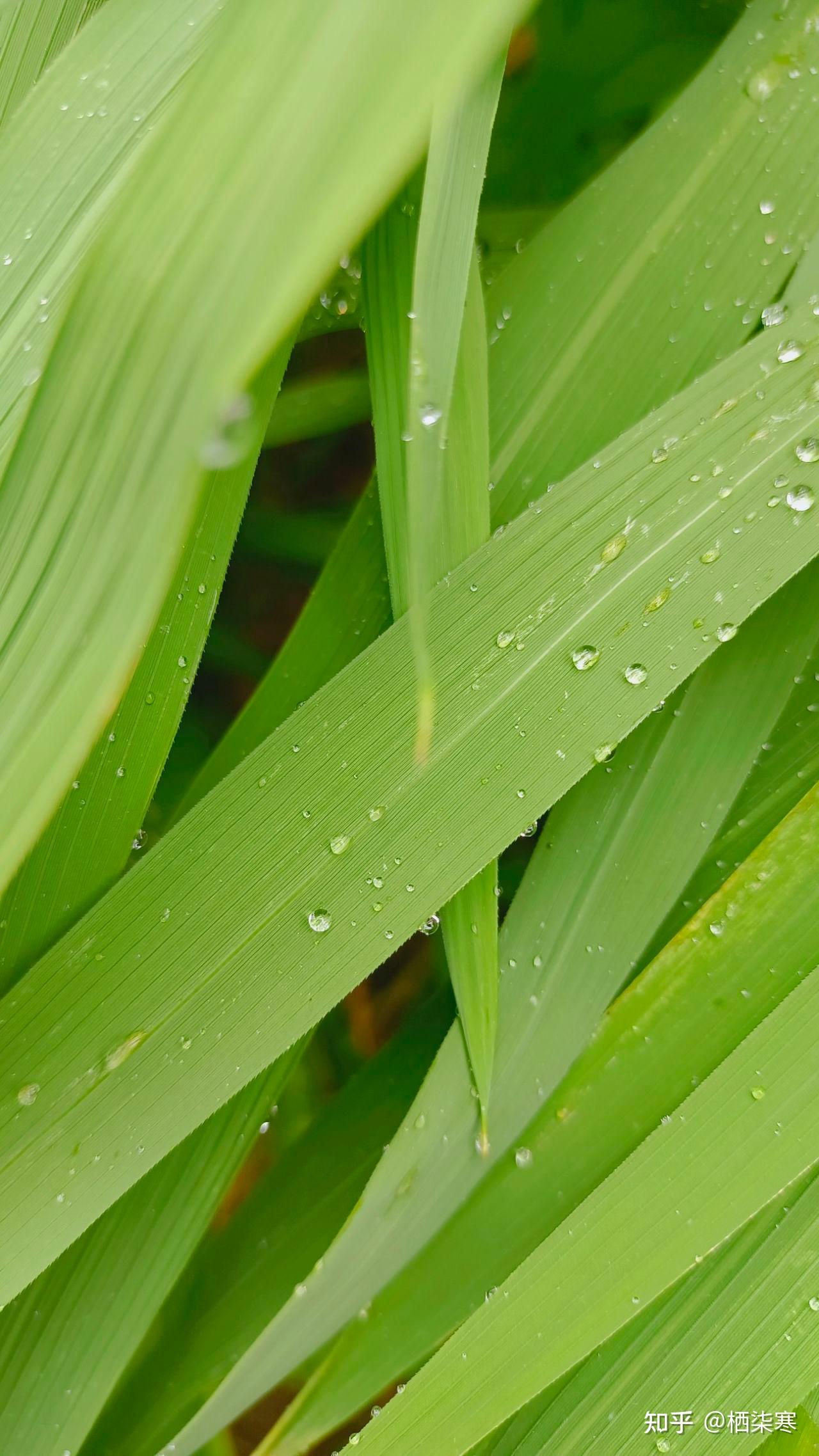 你们有没有那种可好看的绿色背景图哇超喜欢绿色