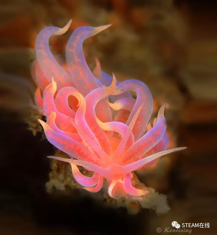 1. 大西洋蓝龙(glaucus atlanticus)