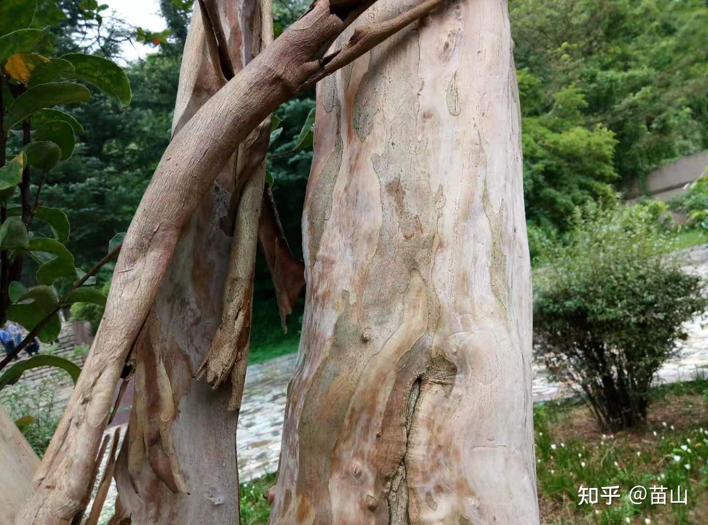 小小树皮能做甚,用它认木靠谱吗? - 知乎