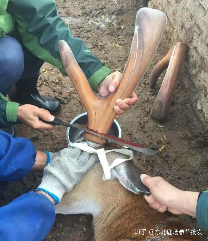 鹿场是怎么养殖鹿的割鹿茸的方法梅花鹿有脾气吗鹿茸一年可以长几次