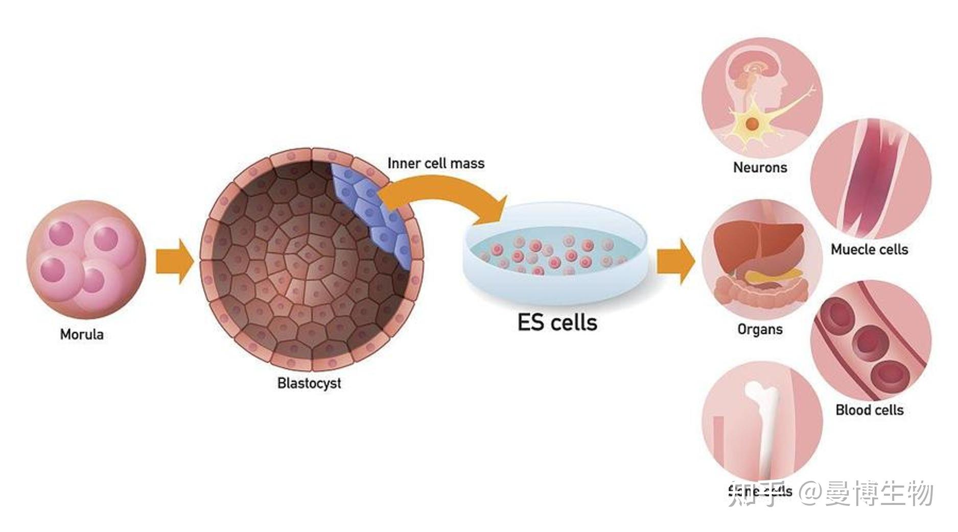 皮肤损伤和干细胞治疗的最新研究进展 - 知乎