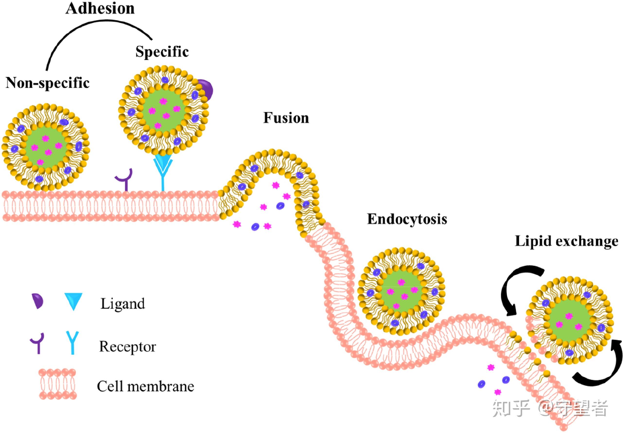 trendsfoodscitech脂质体研究进展食品应用消化行为和吸收机理