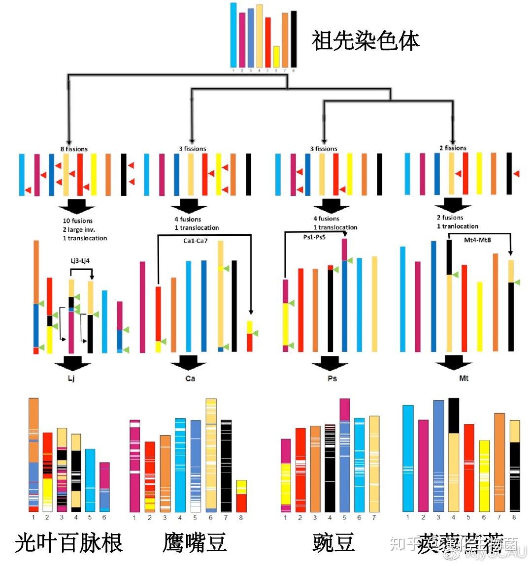 豆科植物染色体的演化模式 kreplak et al, 201967聚焦到豌豆属,p