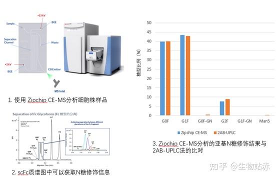 Zipchip 技术 | 早期开发阶段的抗体N-糖快速表征分析策略 - 知乎