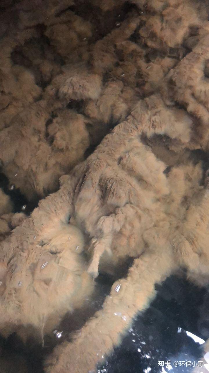 生物膜严重脱落的原因和对策是什么