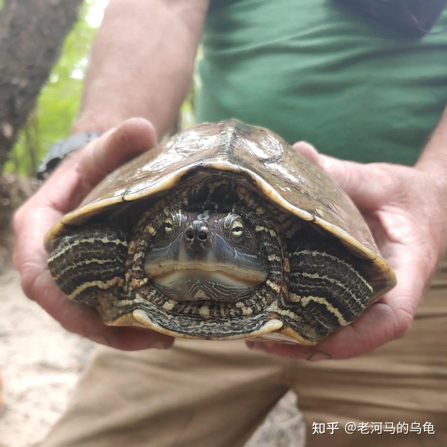 地图龟最大图片