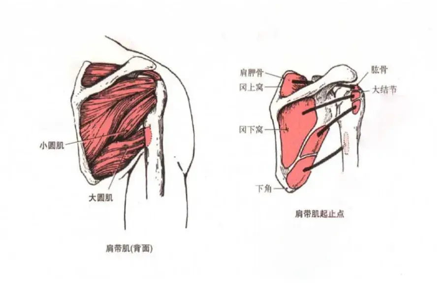 肌肉科普探讨身体肌肉大小圆肌