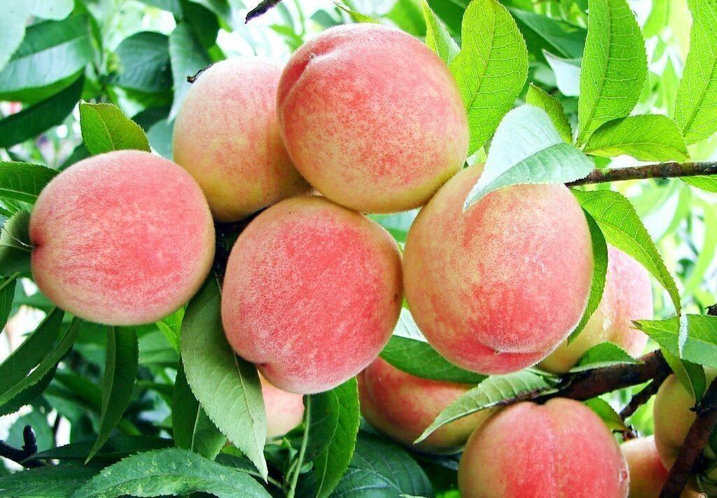 桃树夏季修剪有秘诀不看就亏了