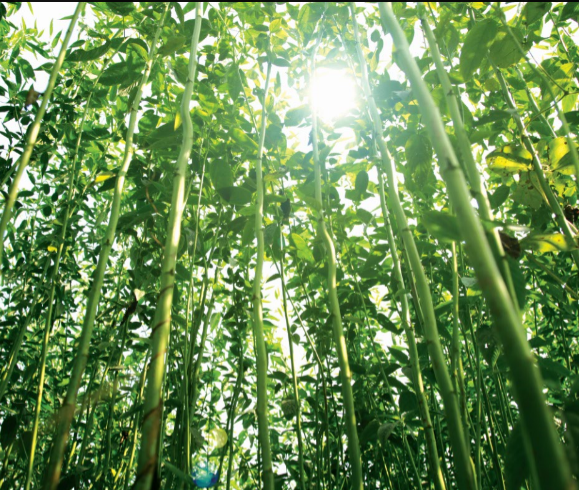 为什么选择黄麻床垫的人越来越多了