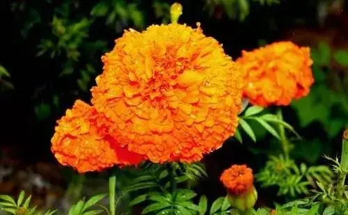 转贴 100种常见花卉培育大全 知乎