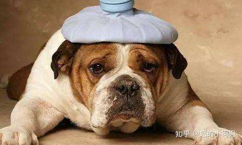 狗狗呕吐怎么回事 狗狗呕吐必知的注意事项 知乎