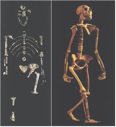 华裔语言学家王士元：语言是怎样演化的？ - 知乎