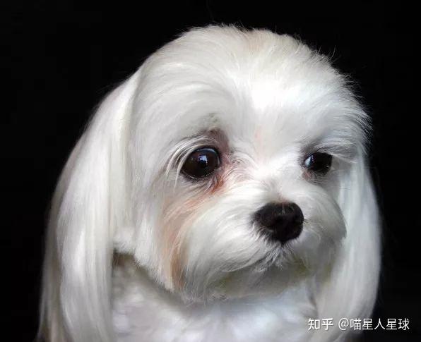 狗狗常见的几种眼部疾病 - 知乎