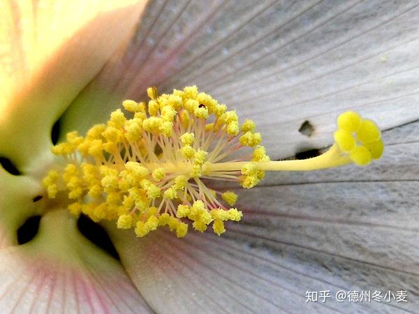 寒露节气话说大花秋葵的花蕊 知乎