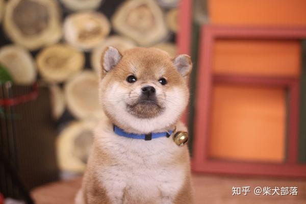 粉丝 650买的柴犬 居然长这样 真吓人 知乎