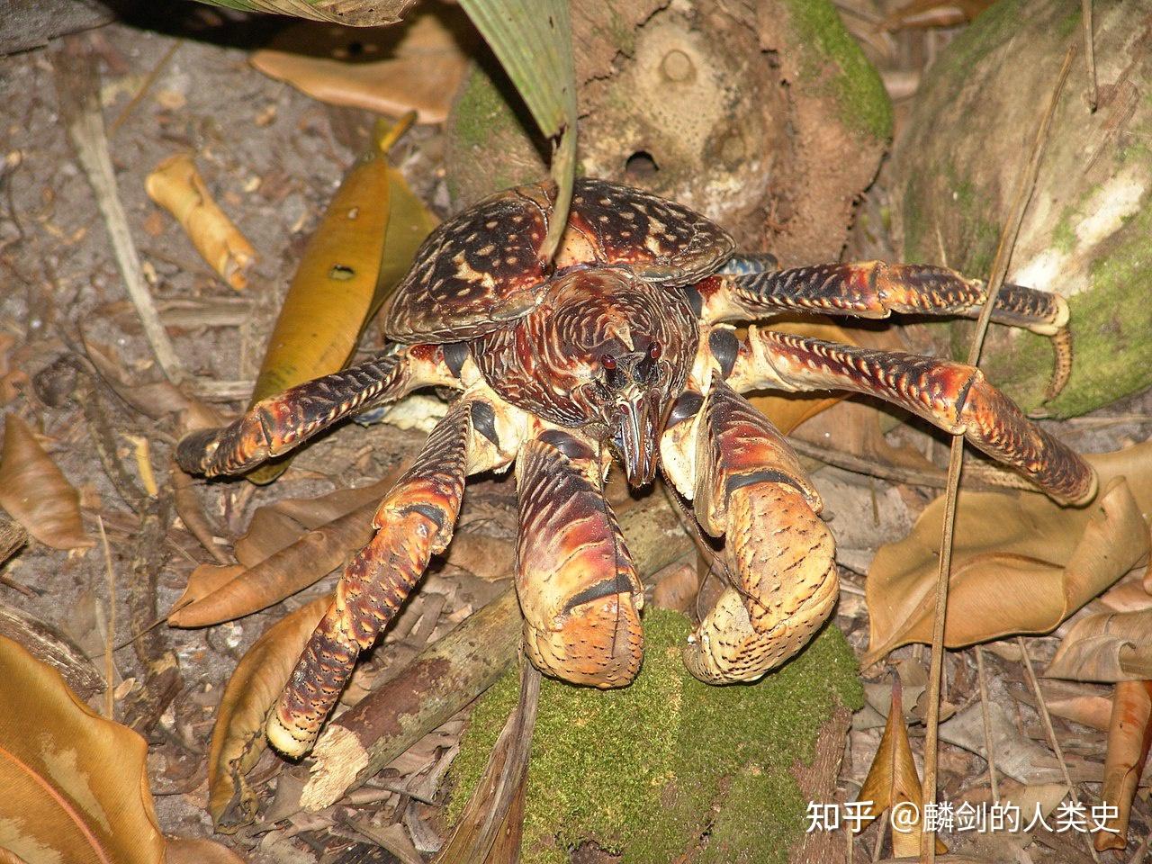 Crustacea: ヤシガニ（椰子蟹）