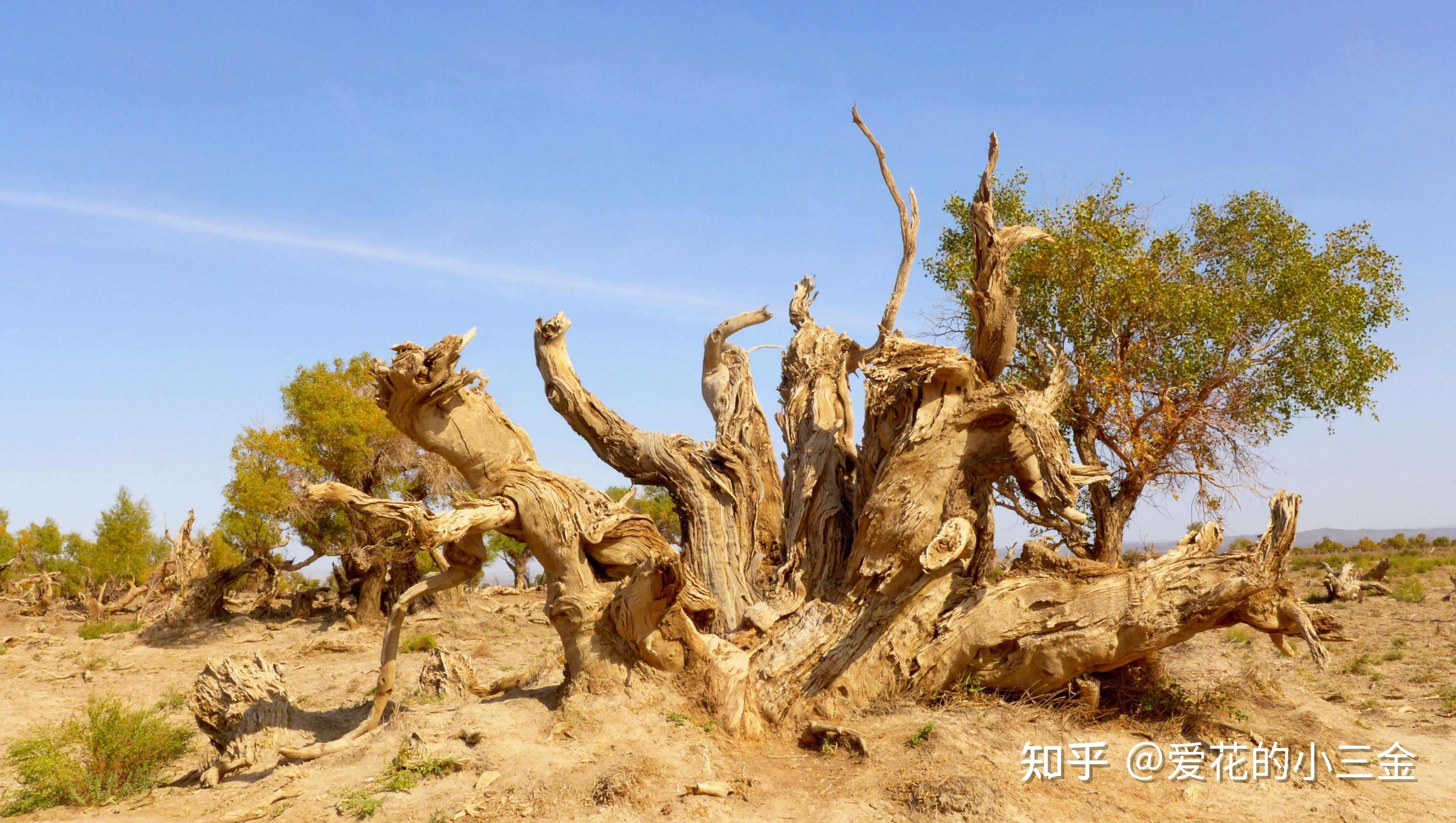 秋冬赏叶植物(十八):胡杨 - 知乎