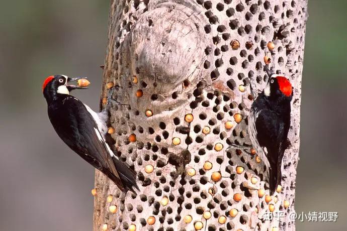 凶猛的“啄木鸟之战”吸引了许多鸟类观众Vicious Woodpecker Battles Draw an Avian Audience - 知乎