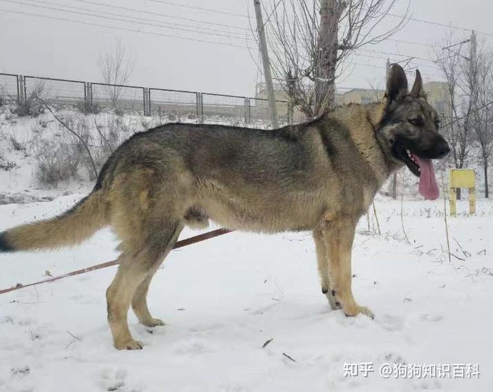 自从养了狼青犬,就不想养其它狗狗了! - 知乎
