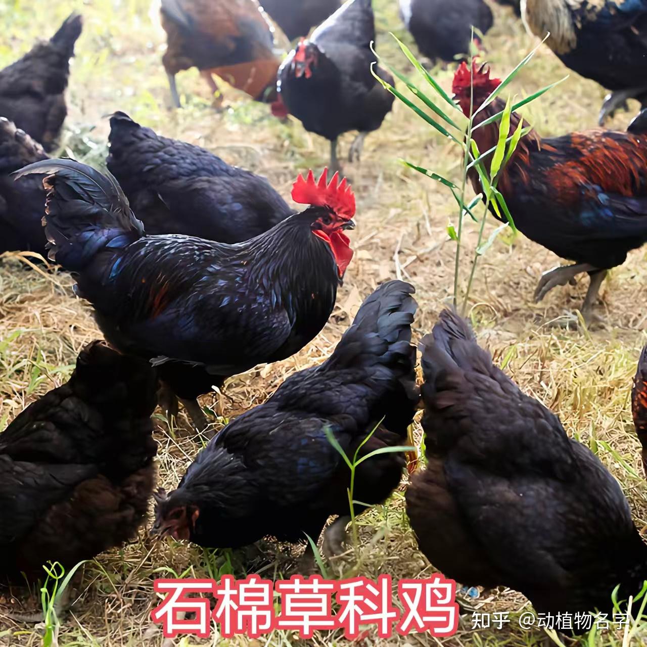 98图带你走进家鸡的世界,家鸡大全第二篇 - 知乎