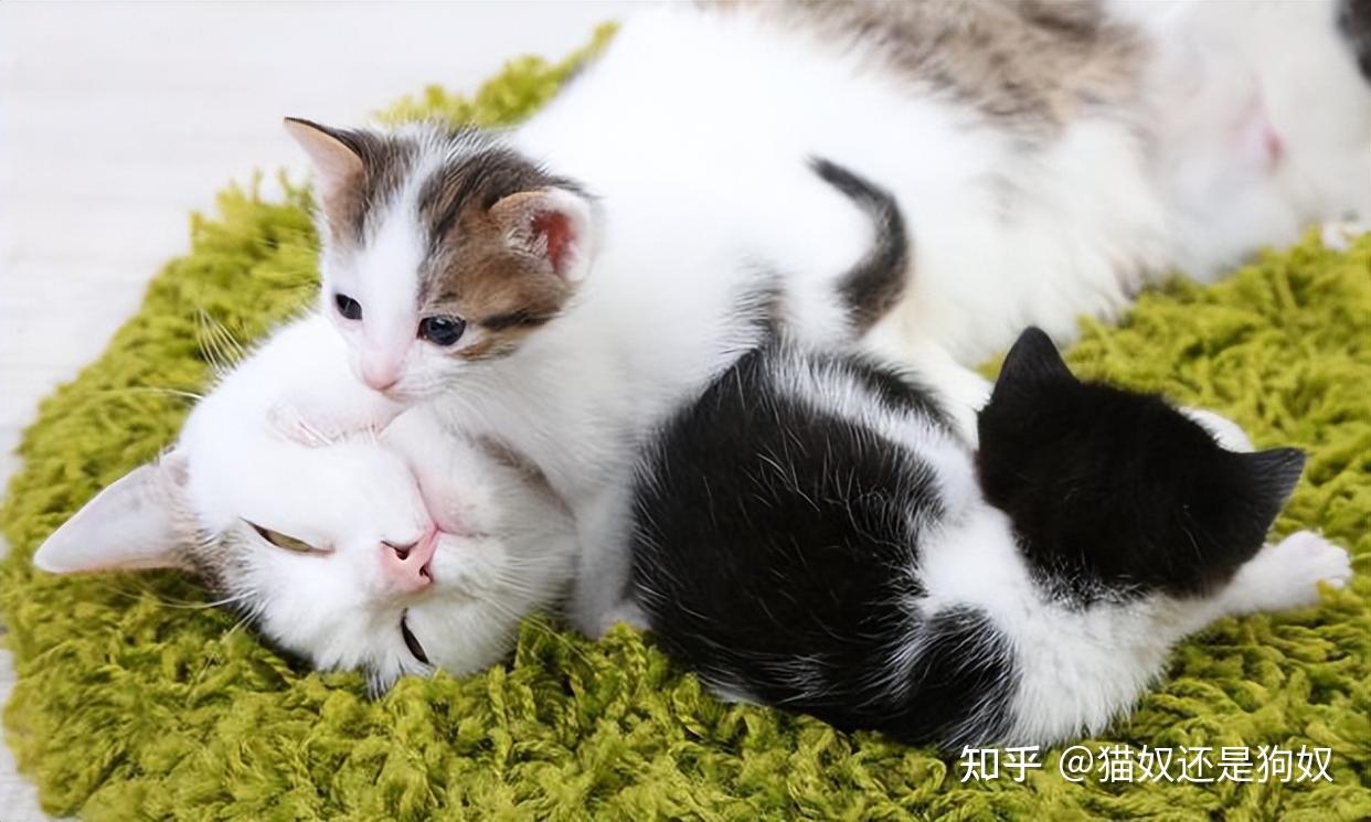 养猫久了才知道,母猫把幼崽叼给你,其实是这些意思 - 知乎