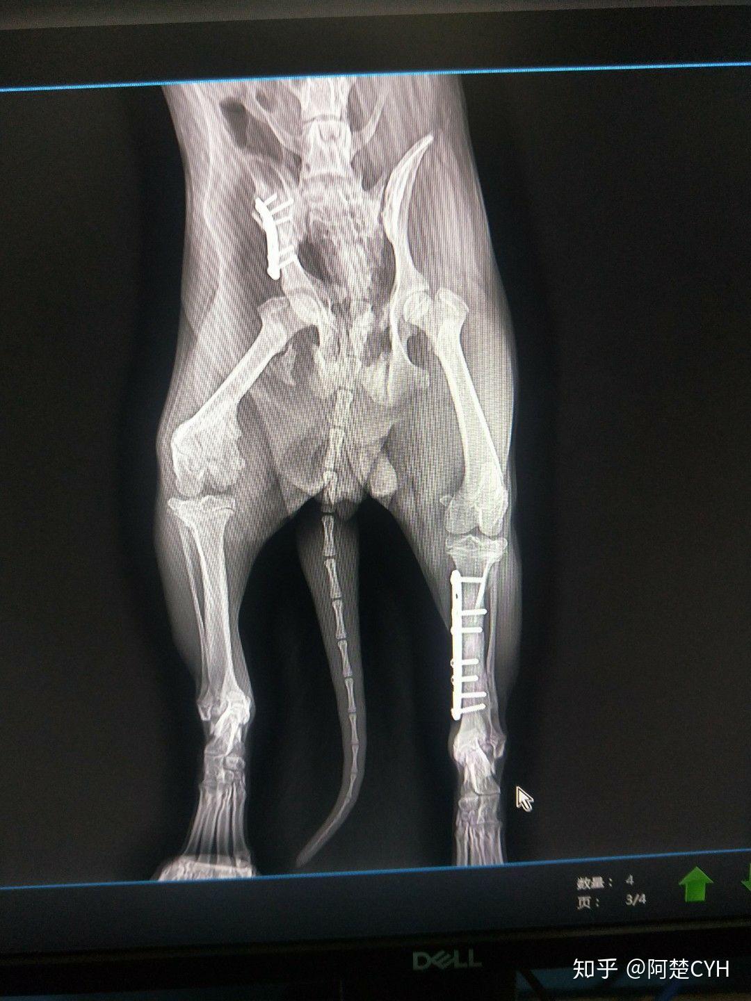 狗狗出车祸,腿部,骨盆骨折手术