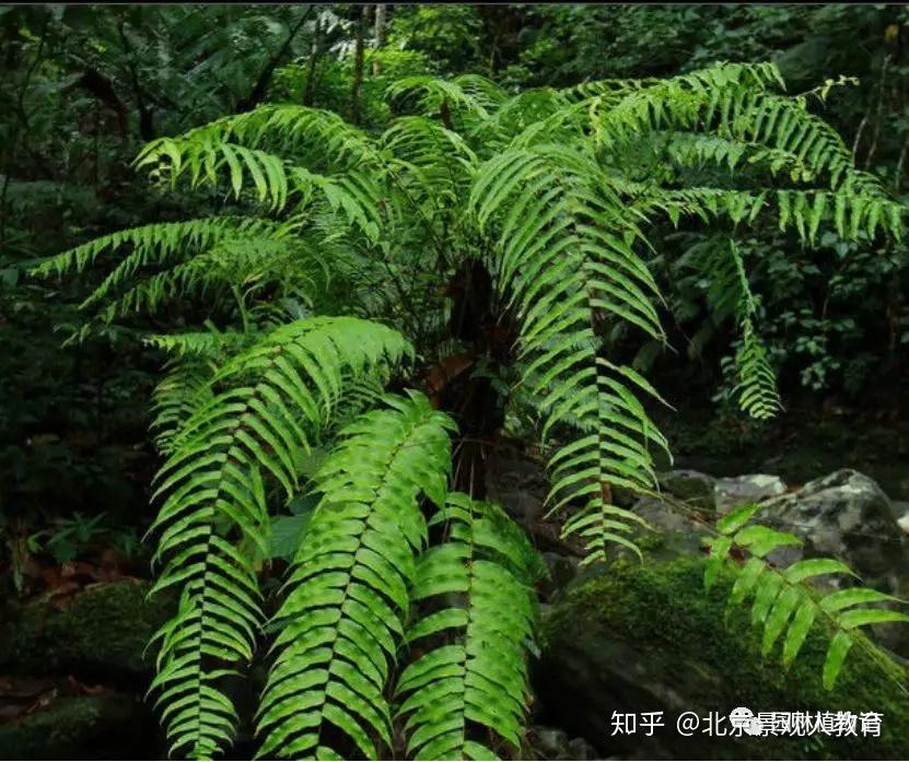 景觀人植物專題考點藥用植物的介紹